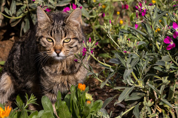 Naklejka na ściany i meble Little cat in the garden 