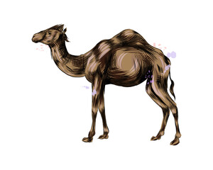 Arabian camel from a splash of watercolor, colored drawing, realistic. Vector illustration of paints
