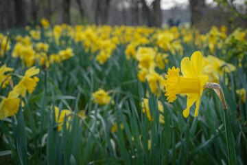 Obraz premium Gennevilliers, France - 02 27 2021: Chanteraines park. Nature in bloom in spring season. Carpet of yellow daffodils