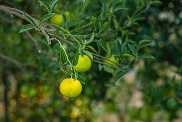 fresh growing mandarin at citrus tree