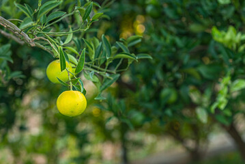 fresh growing mandarin at citrus tree