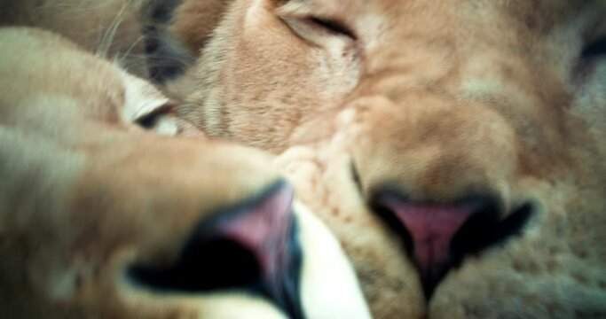 Two lions bask with each other, close-up