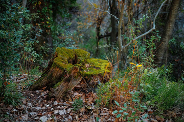 Fototapeta premium Moss on a tree stump in the forest. Old forest with moss in the forest. Tree bark. Tree roots. Natural background.