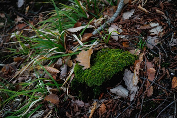 Fototapeta premium Moss on a tree stump in the forest. Old forest with moss in the forest. Tree bark. Tree roots. Natural background.