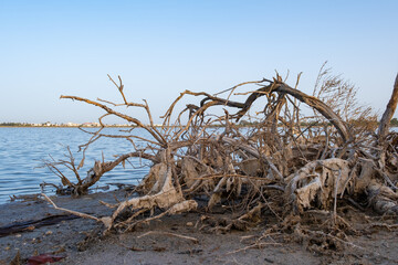 Broken dead tree branch on the shore of Larnaca salt-lake in Cyprus.