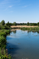Fototapeta na wymiar walking path, pond and blue sky in early summer