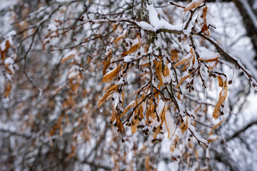Close-up of linden branches with blooming withered linden flowers that have snowed with white fluffy snow