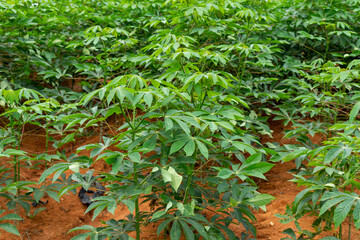 cassava plantation. Cassava is considered one of the oldest crops in Brazil