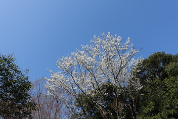 cherry blossom in the spring