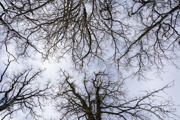 The tops of the trees in winter when they have no leaves and have only dark tree trunk branches that form an interesting pattern on a sky blue background.