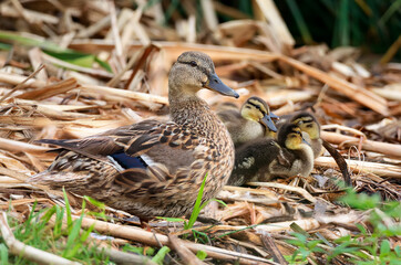 Wild horses are walking in front of mountain range. Altai Mountains. Western Mongolia, Asia