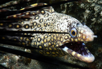 Costa Rica Pacific sea life underwater scenes