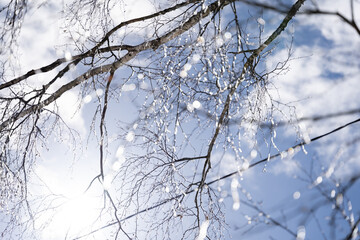 A close-up of birch branches on which snow has fallen and frozen small pieces of ice that reflect and look like shining diamonds on a sunny winter day.