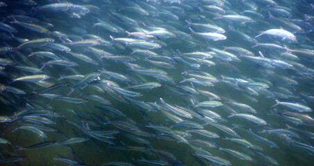 Costa Rica Pacific sea life underwater scenes