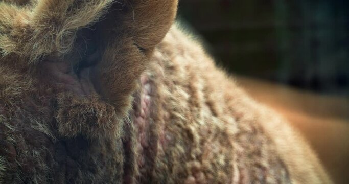 the ear of a wounded lioness