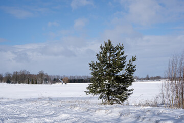 Little pine grows on the side of the road, which in winter is covered with white fluffy snow, above which is a beautiful blue sky