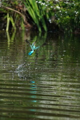 Obraz na płótnie Canvas common kingfisher in the forest