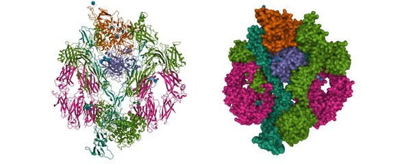 The structure of complement complex, 3D cartoon and Gaussian surface models with differently colored protein elements, white background  