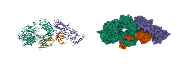 Fototapeta Structure of the complement component C3c, 3D cartoon and Gaussian surface models with differently colored protein chains, white background obraz