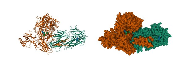 Structure of the complement component C3, 3D cartoon and Gaussian surface models with differently colored protein chains, white background