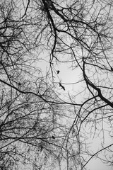 sky with crows on the background of trees