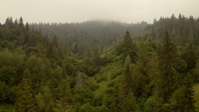 Carpathian mountains, forest and morning fog