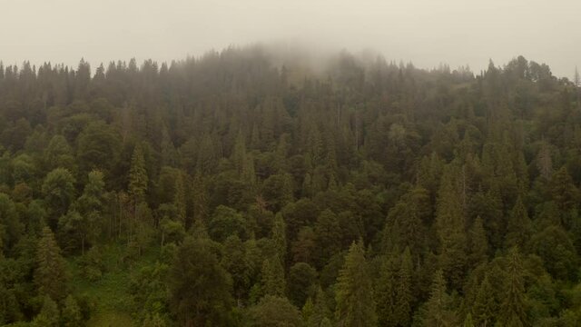 Carpathian mountains, forest and morning fog