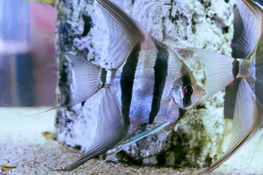 Pterophyllum altum or angelfish in aquarium fish tank.
