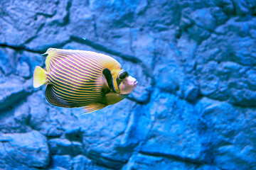 Naklejka na ściany i meble Emperor fish swims along rocky areas and near caves which reassures him.
