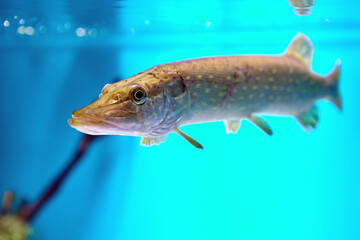 Northern pike is  species of carnivorous fish of genus Esox.