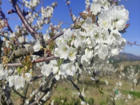 cherry blossom in the jerte valley, Extremadura