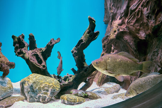Crucian carp or carassius in public aquarium fish tank.