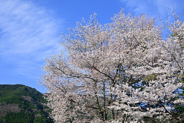 桜　満開