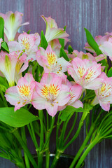 A bunch of white and pink Alstroemeria Lily of the Incas flowers
