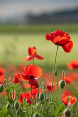 Fototapeta premium Poppies in a grass field
