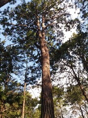 trees, plants, flowers, forests, pines.
árboles, plantas, flores, bosques, pinos.
