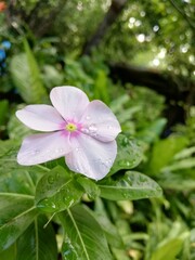trees, plants, flowers, forests, pines.
árboles, plantas, flores, bosques, pinos.
