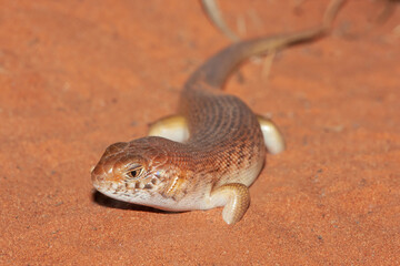 Australian Night Skink in sandy habitat