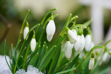 Fototapeta premium Tiny snowdrop flowers (galanthus nivalis) emerging in early spring