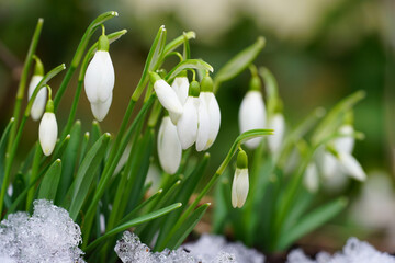Tiny snowdrop flowers (galanthus nivalis) emerging in early spring