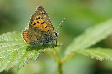 Fototapeta na wymiar Lateral closeup of small, American or common copper,Lycaena phlaeus sitting on a green leaf