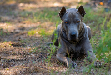Dog Thai Ridgeback in nature..