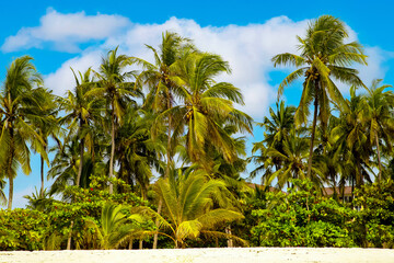 palm trees on the background of a beautiful sunset © Elena