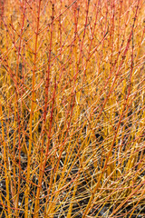 Portrait of Cornus sanguinea Anny's Winter Orange stems in winter.