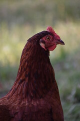 Chicken