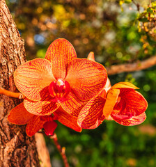 red orchid flower orange cute beautiful petal garden 