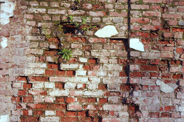 Old brick wall with sprinkled plaster 