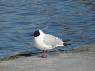 Black-headed gull (Chroicocephalus ridibundus) standing on the ice, Gdansk, Poland