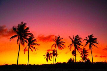 black palm silhouettes against the background of a bright sunset African sky.