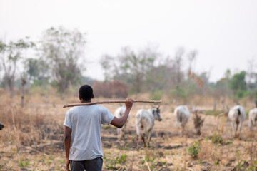 african livestock farmer holding a stick while herding cattle